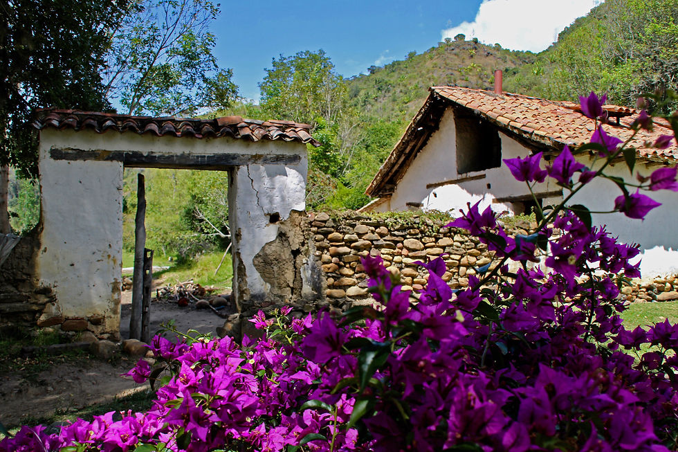 molino prim1