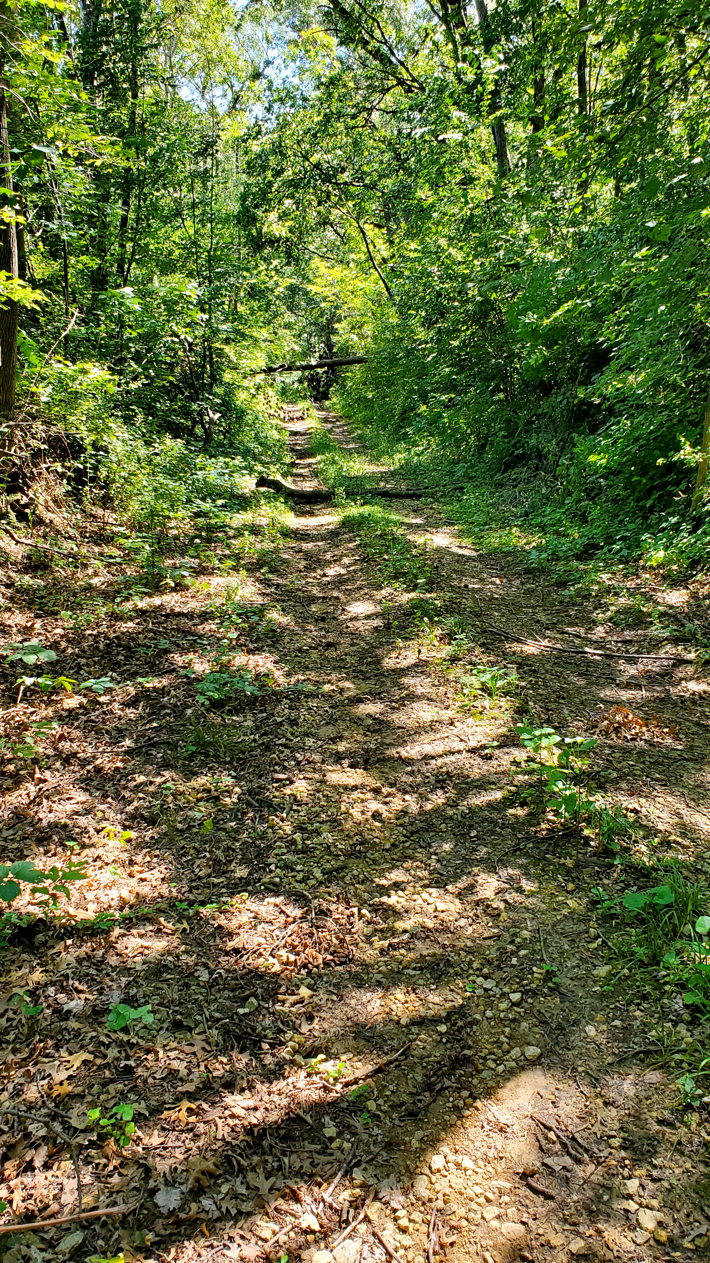 70 Acres of Prime Hunting Timber in Clayton County, Iowa