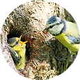 Vogeltjes.png