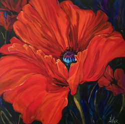 The Poignant Poppy a Study 36 x 36