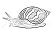 snail-illustration.jpg