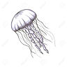 Jellyfish-illustration.jpg