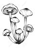 mushroom-compilation-illustrations.jpg