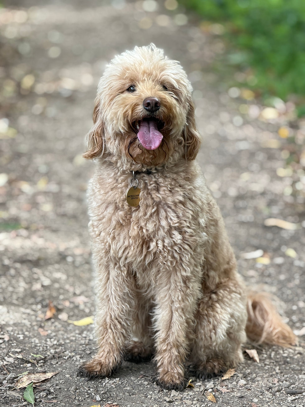 Nellie near Sandford Lock