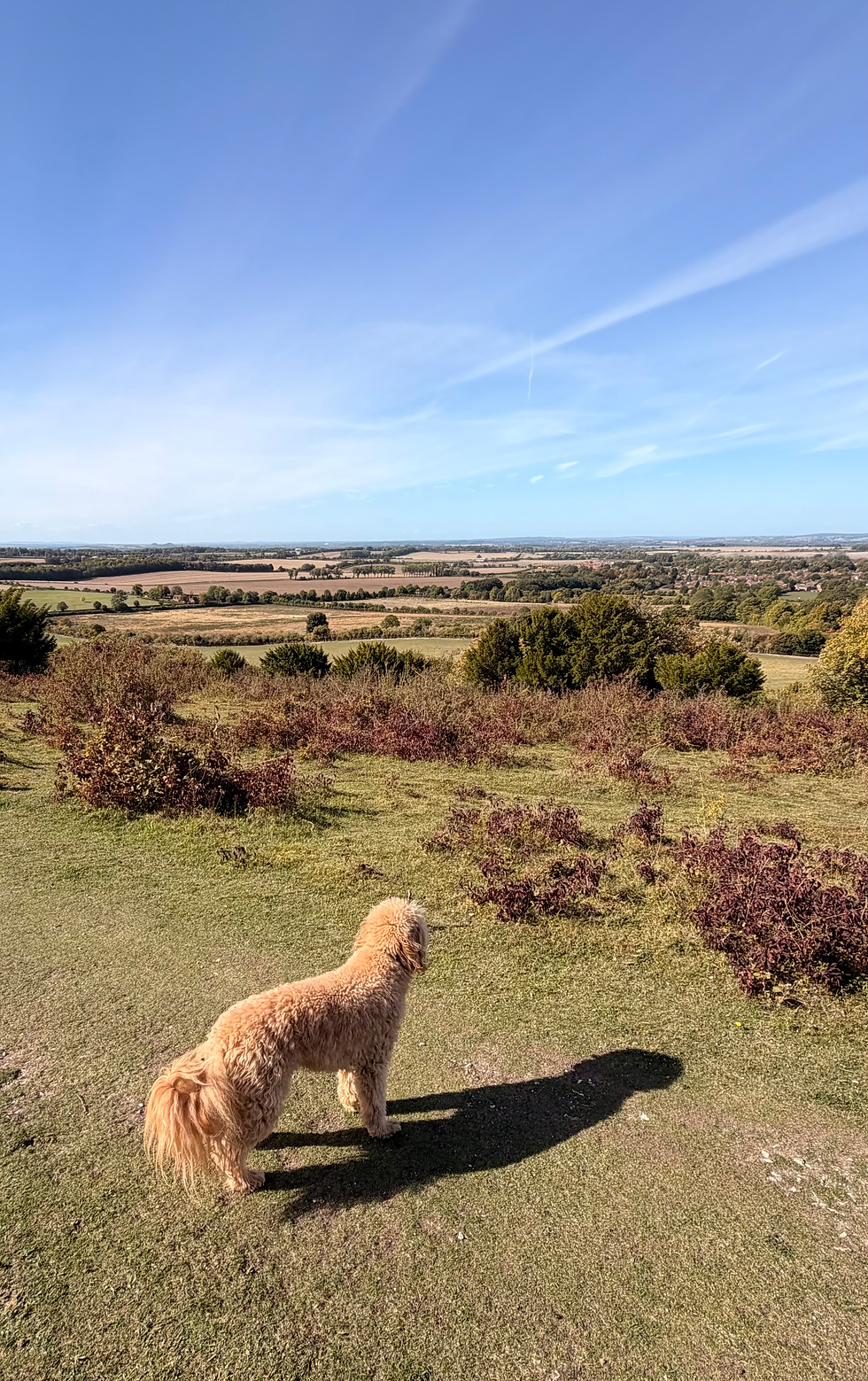 Nellie, admiring the view!
