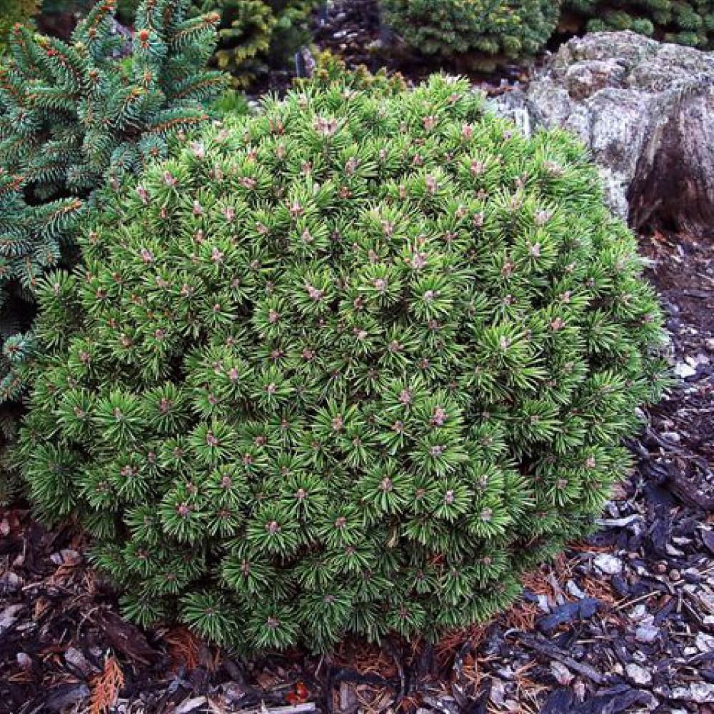 Сосна горная Winzig