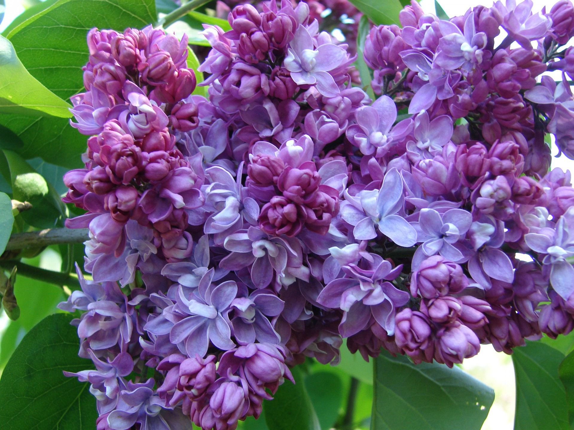 Сирень Professor Hoser