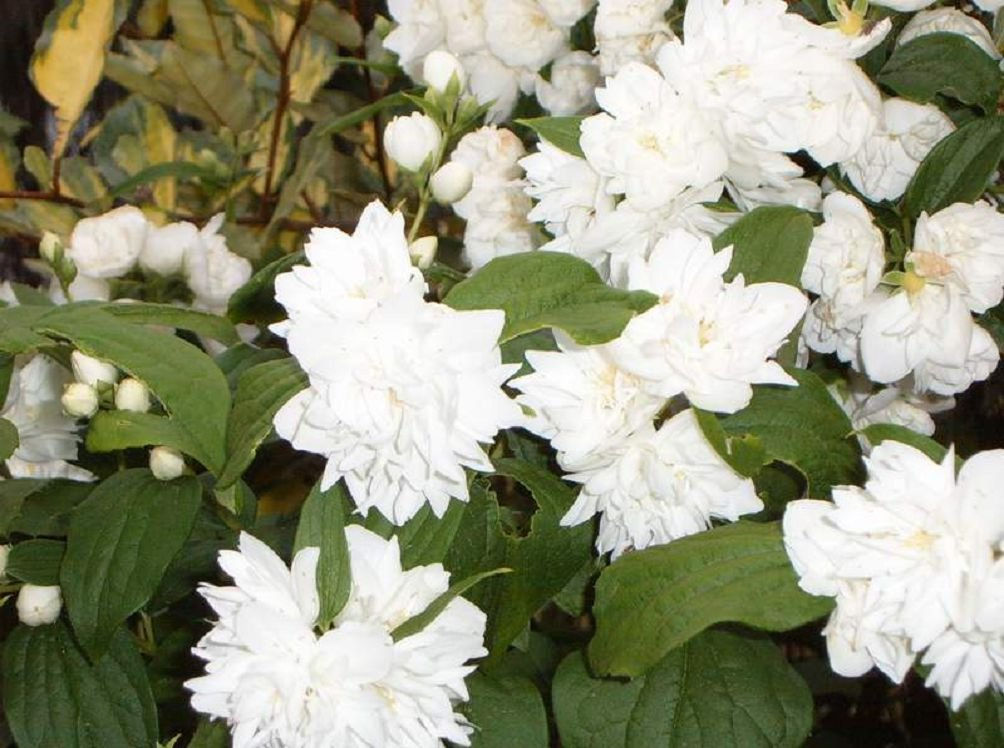 Жасмин (чубушник) лемуана Lemoinei