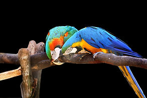 Parrot Highland Veterinary Hospital Mount Vernon, WA