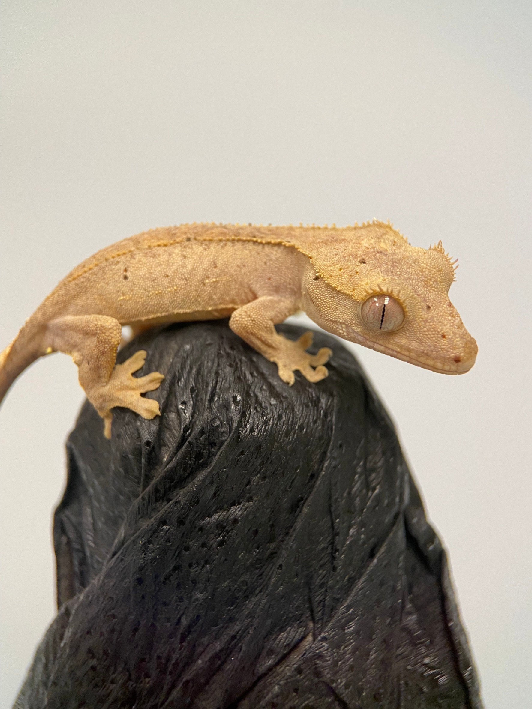 🎄KC聖誕超值套餐 - 帶紅麥町雙紅