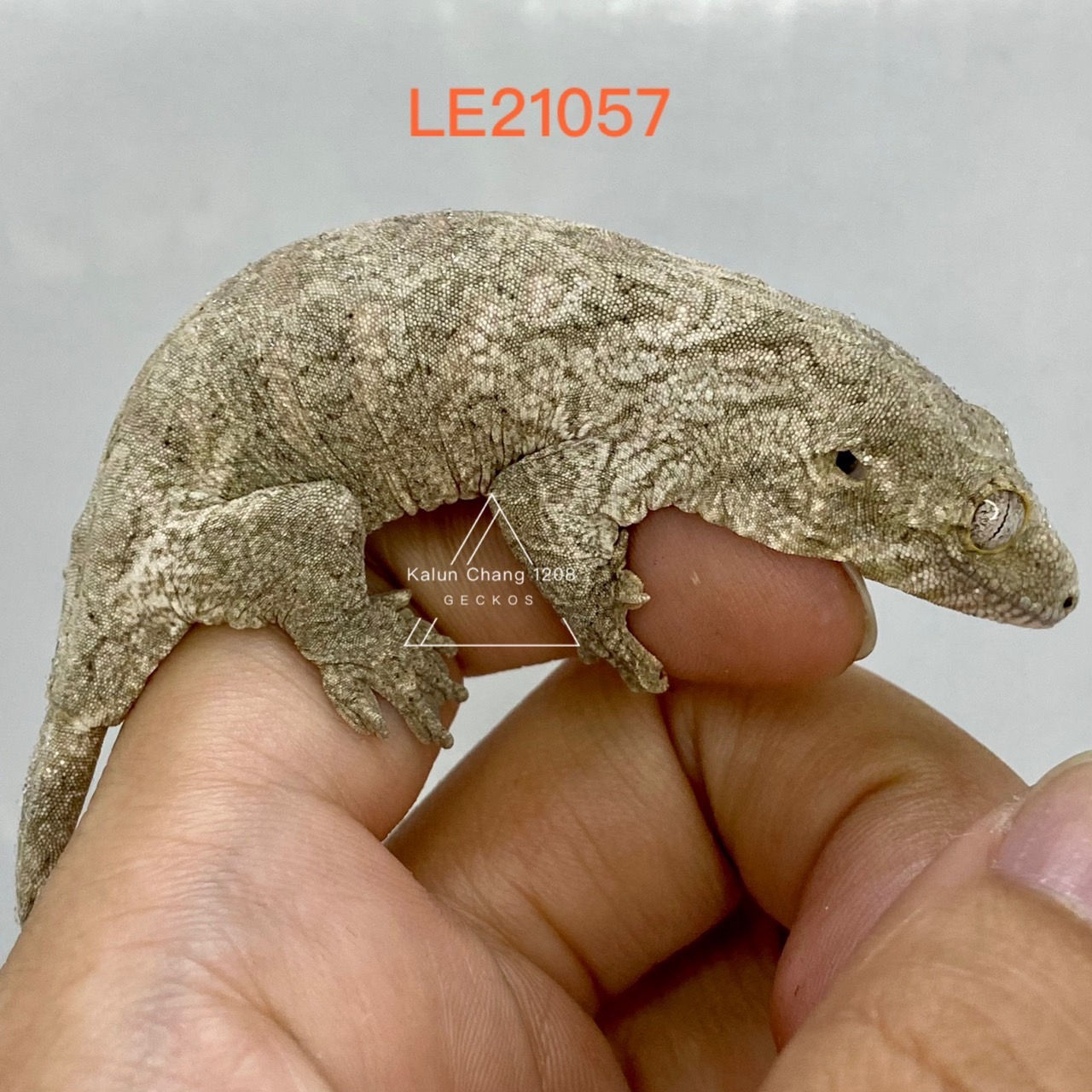 LE21057 - 巨人守宮