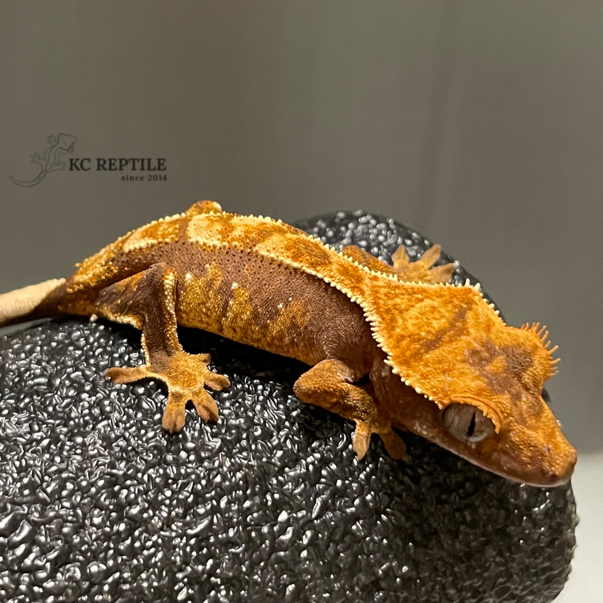 S22045 - 黑底三色