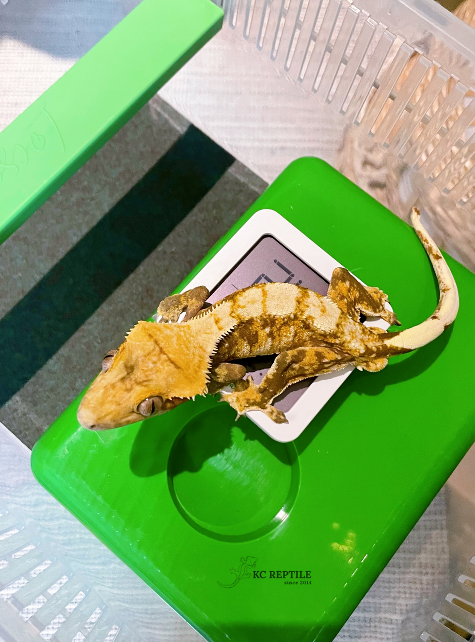 縮圖：LOCSA 飼養箱專用底墊