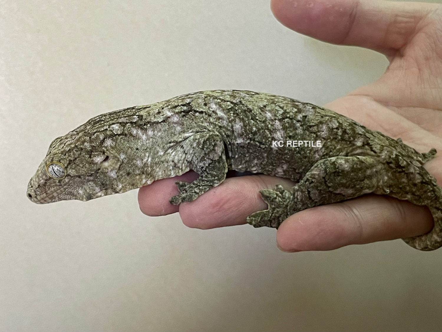 NUU ANA - 支島巨人