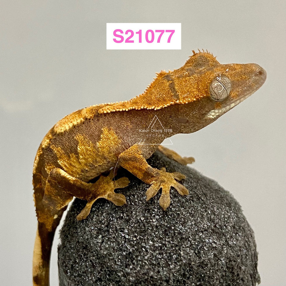 縮圖：S 特級睫角 - S21077