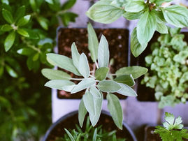 How to prepare your herbs for winter
