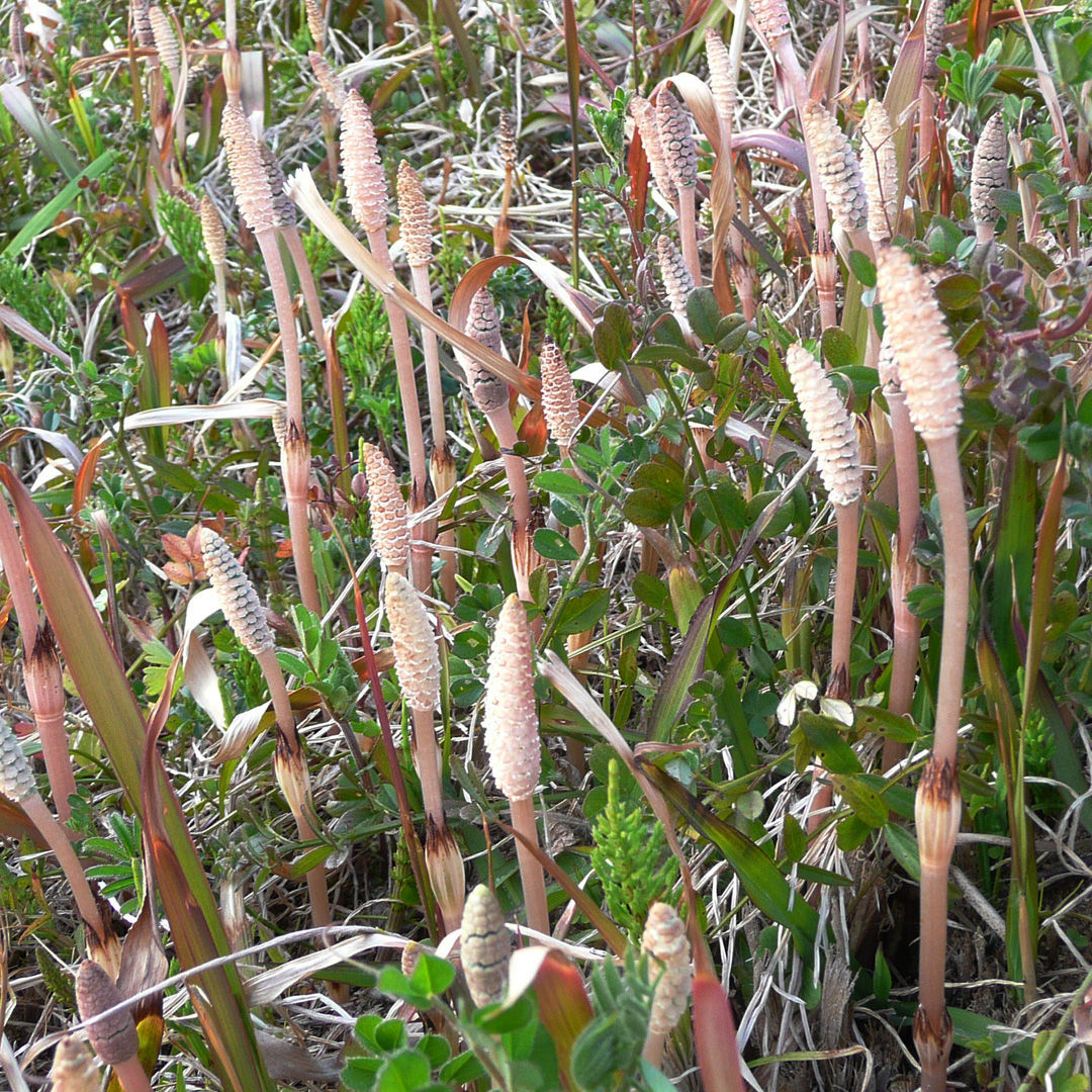 土筆｜つくし｜春｜山菜