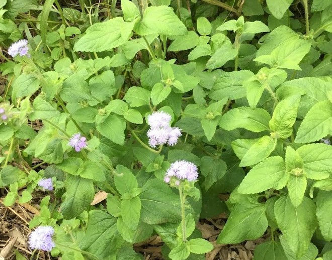 Ageratum-houstonianum-1.jpg