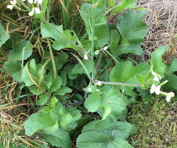 wild radish 2.jpg