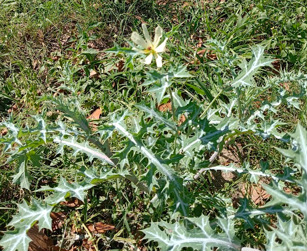 Argemone ochroleuca-flower.png