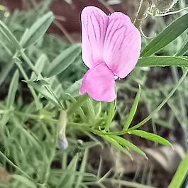 Common vetch