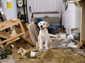 Educateur canin - éducation canine