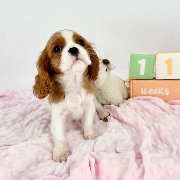 Lexus 11 Weeks 3.jpeg