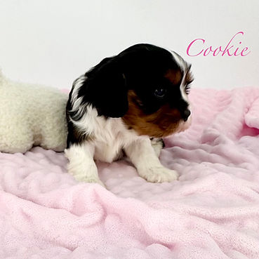 Cookie 4 Weeks 2.jpeg