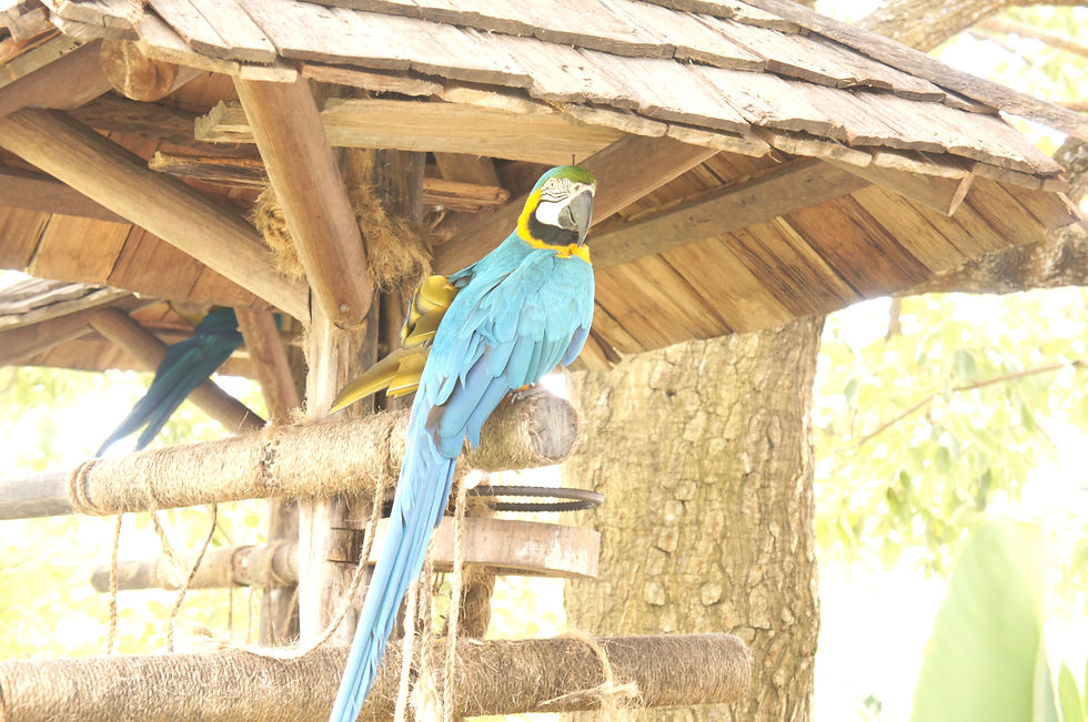 Arara-azul (Mangal)