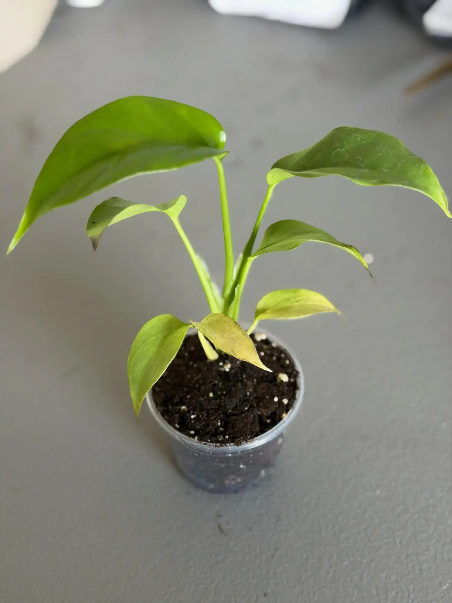 Rhaphidophora Tetrasperma Mini Monstera 3" Growers Choice