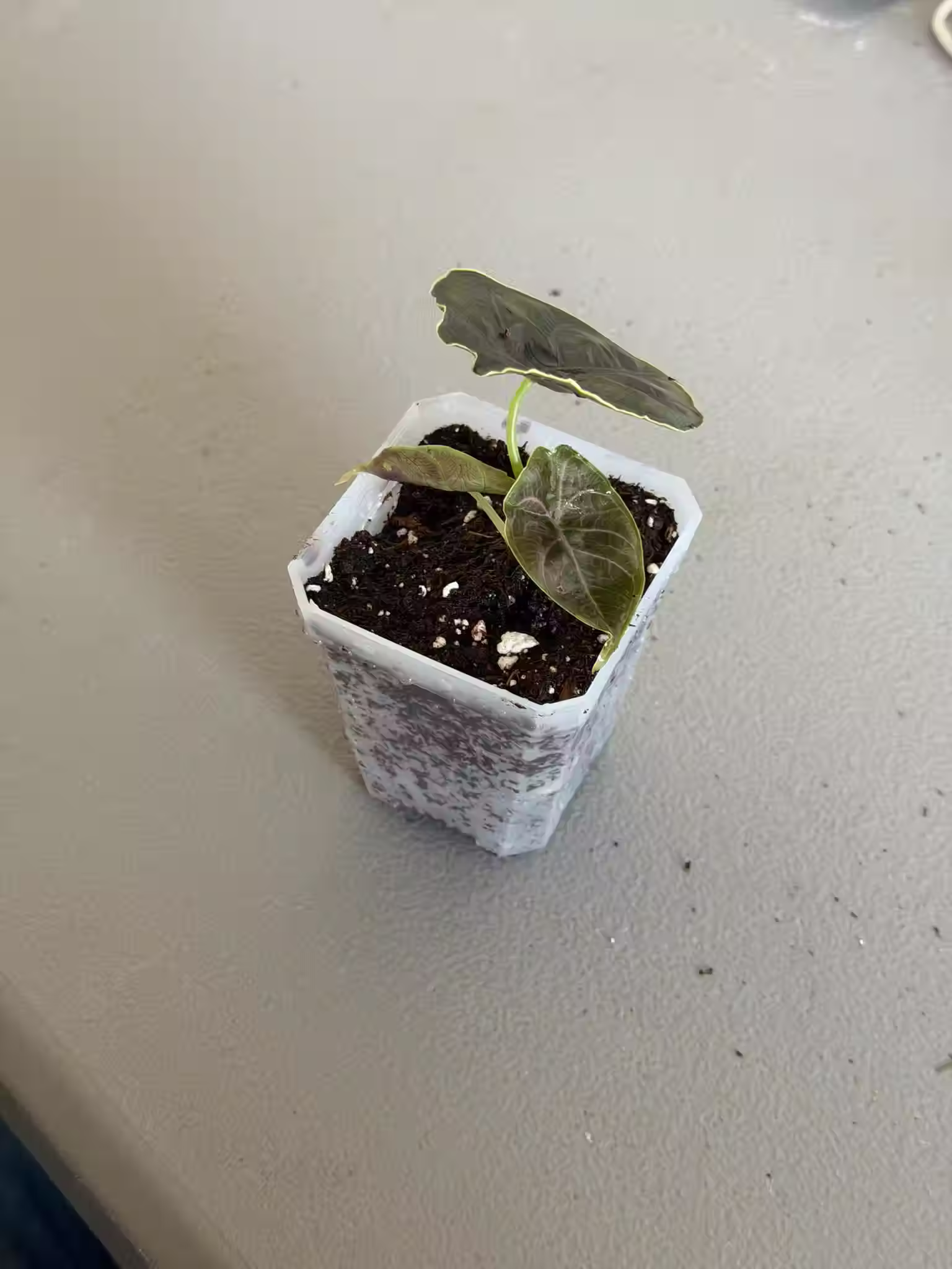 Anthurium Azlanii 3" Pot Growers Choice