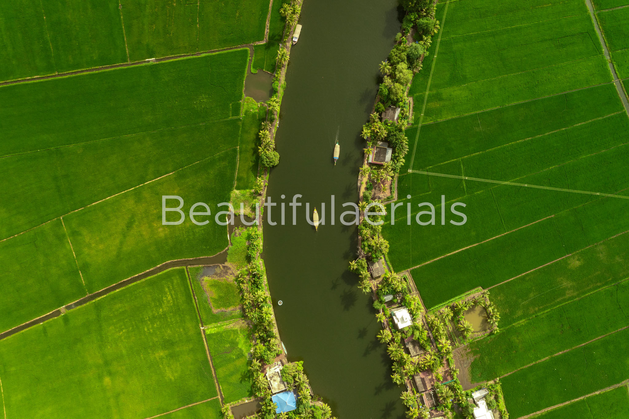 Top Down aerial View of the magnificient paddy fields around a backwater canal i