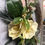Thumbnail: Magnolia Wreath with Greenery