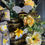 Thumbnail: Bee Gnome Couple Wreath