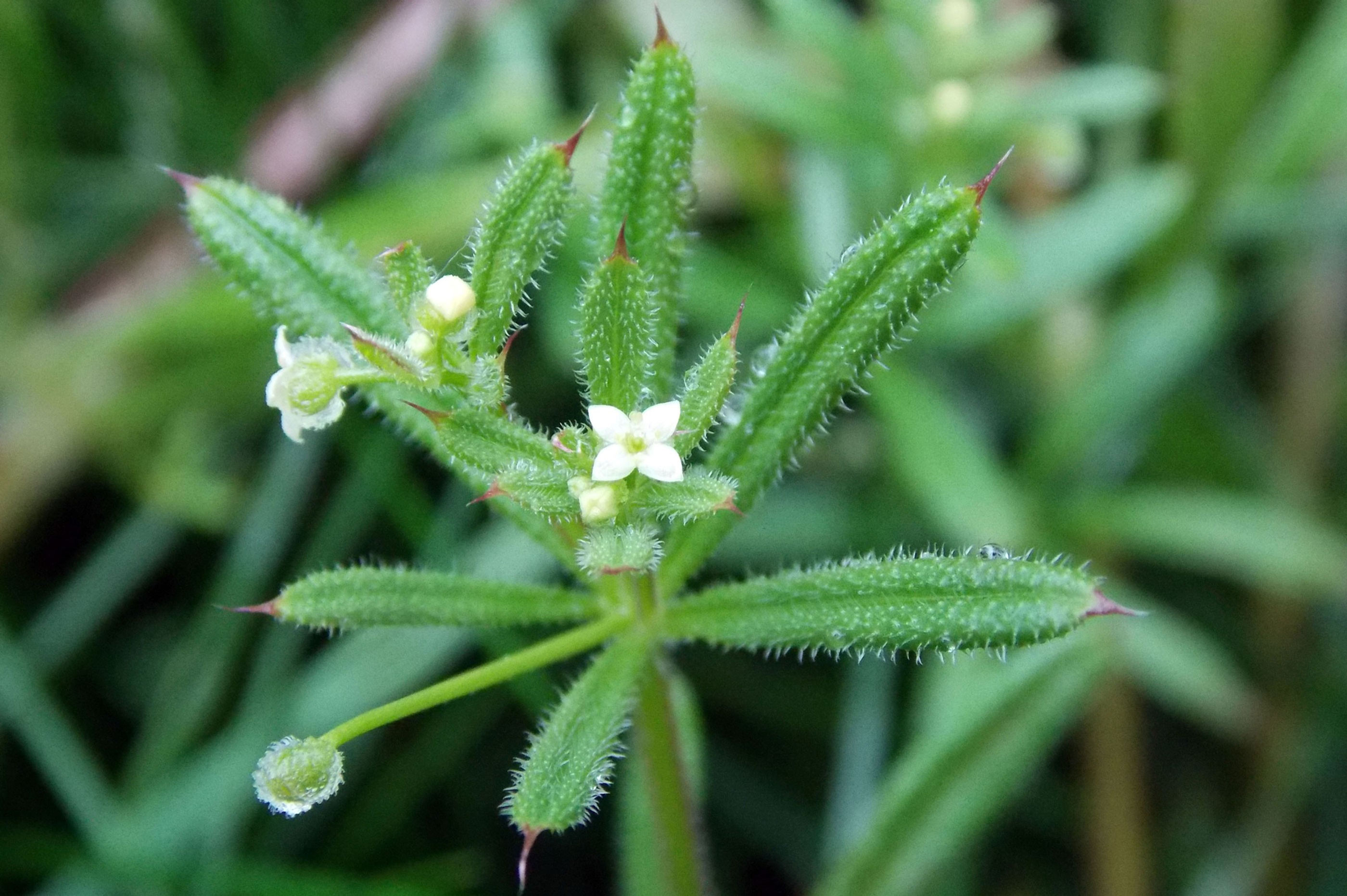 Organic Cleavers (Galium aparine) – 2 oz