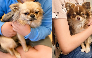 Therapiehunde beim kuscheln im Arm von zwei Kindern
