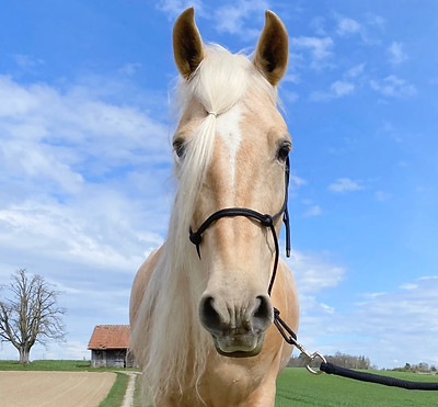 Pferd Lui stellt sich vor