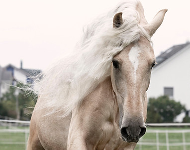 Galoppierendes Pferd