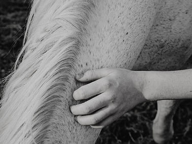 Behandlung beim Pferd