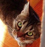 Aslan_edited.png