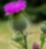 Milk thistle is widely known for it's regenerative and hepatoprotective properties. (Silybin, Silymarin, flavonoids, fatty acids)