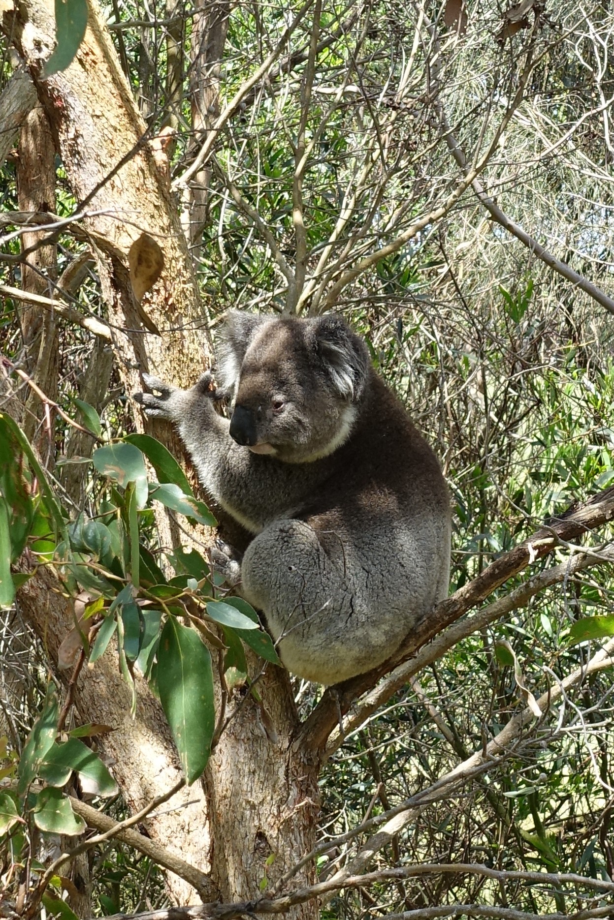 Koala Bear