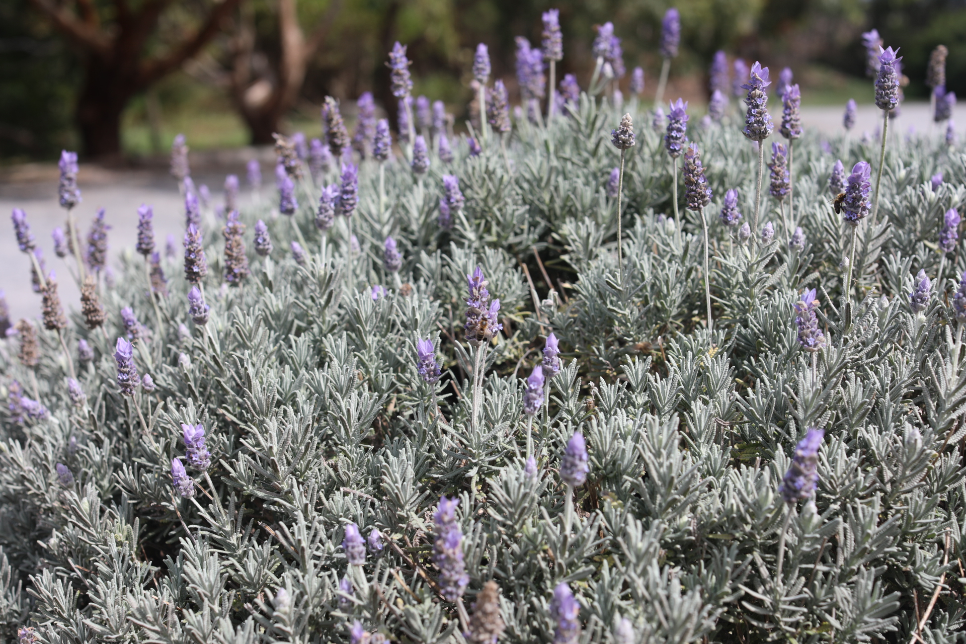 bush lavender