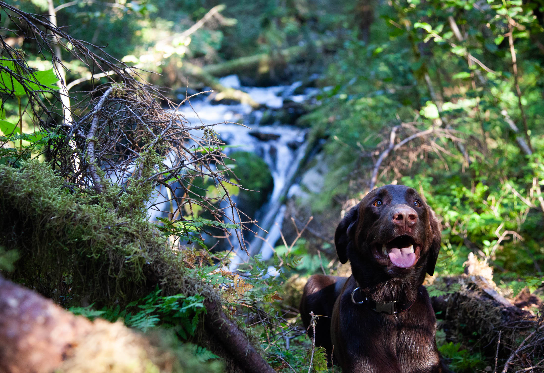 Animal Rescue The Asher House