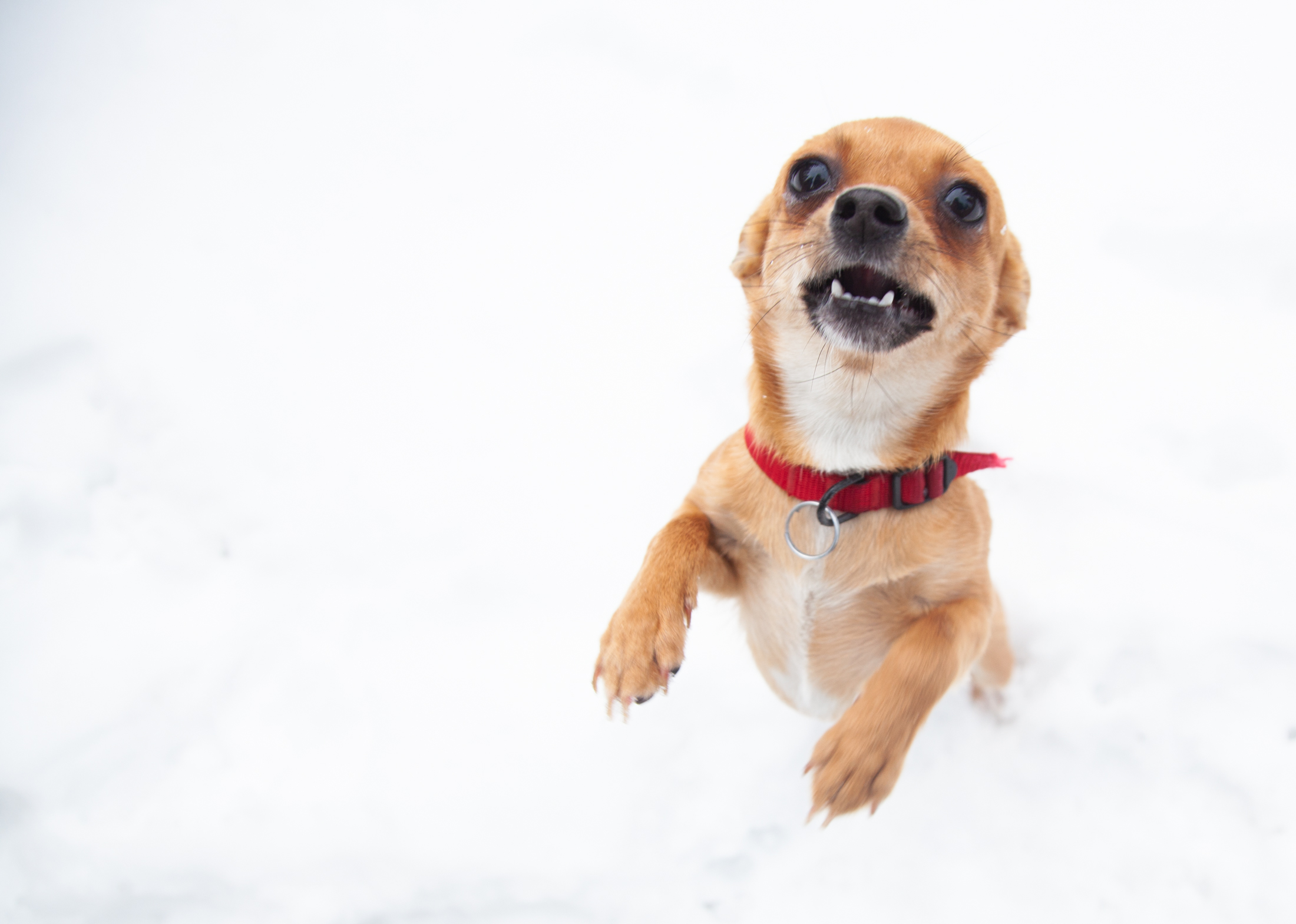 Animal Rescue The Asher House