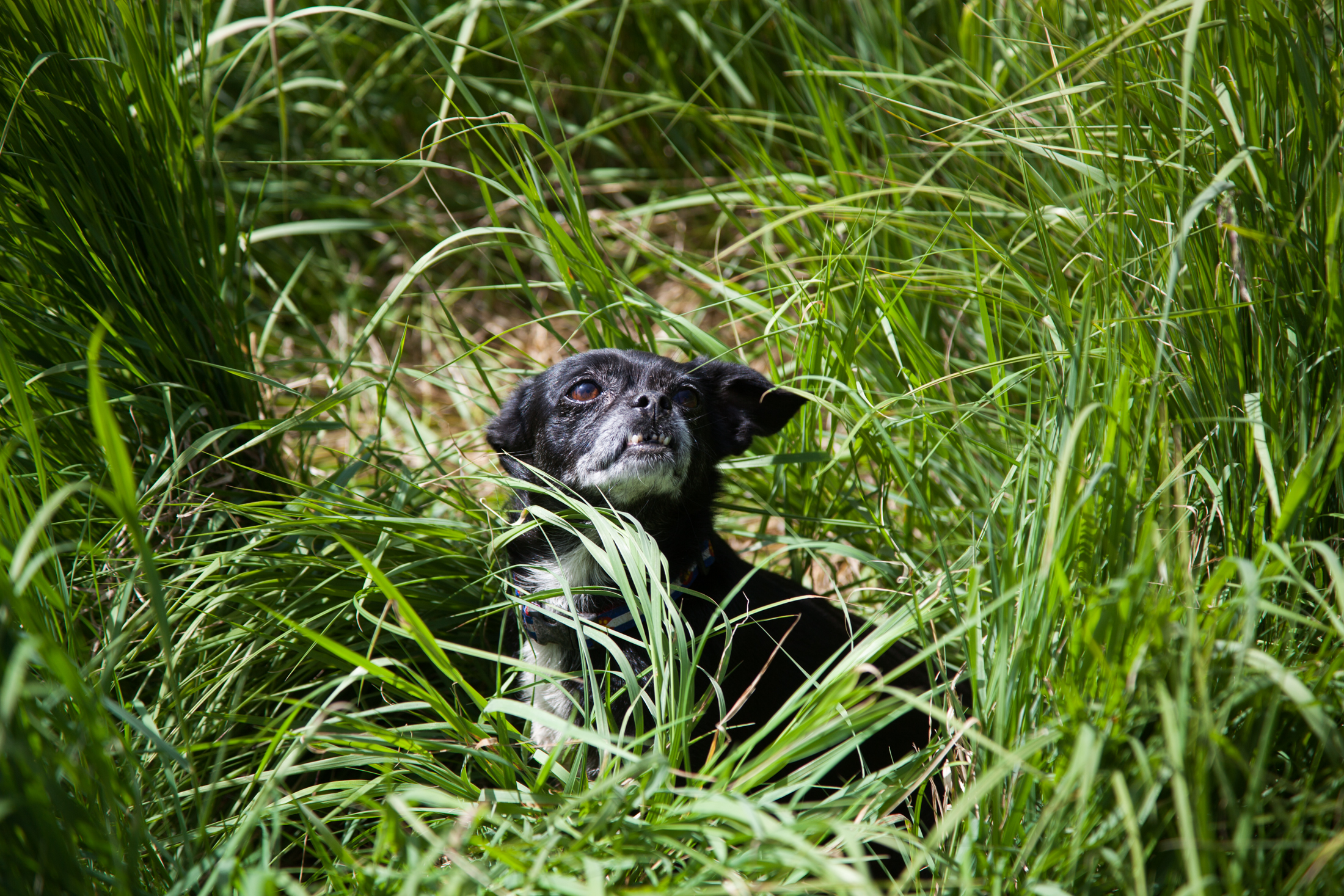 Animal Rescue The Asher House