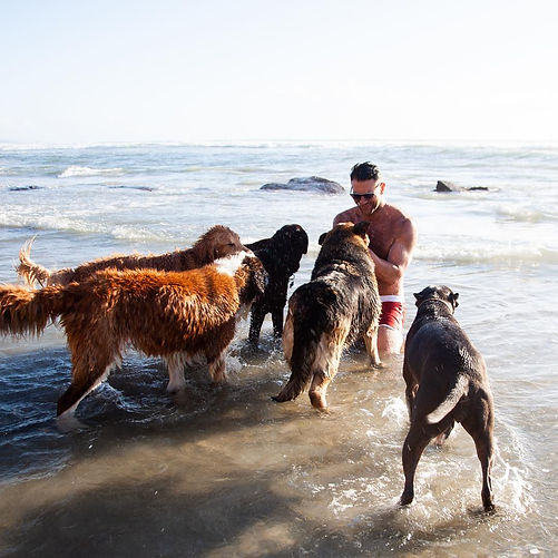 Animal Rescue The Asher House