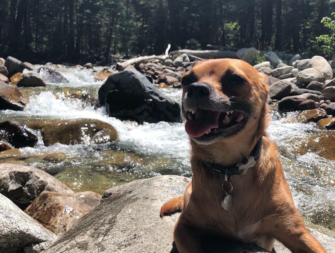 Animal Rescue The Asher House