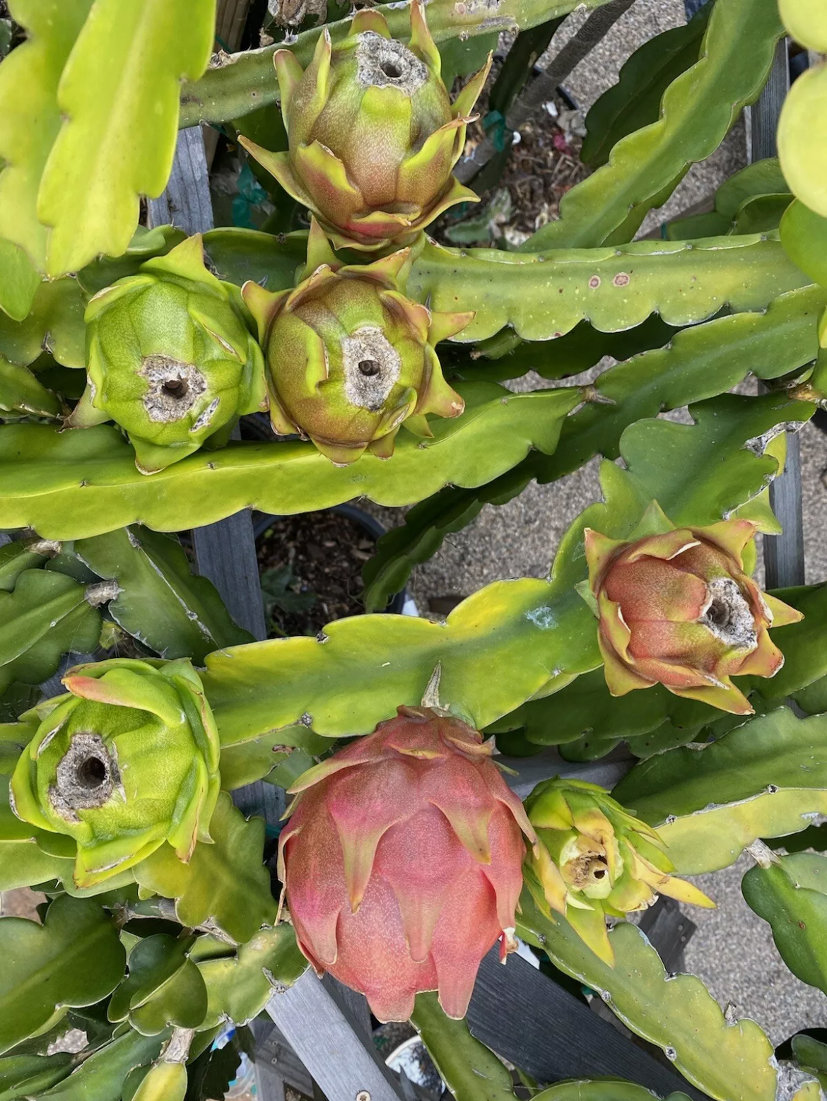 American Beauty Dragon Fruit/Pitaya/Pitahaya Red Flesh 1foot (2) pieces