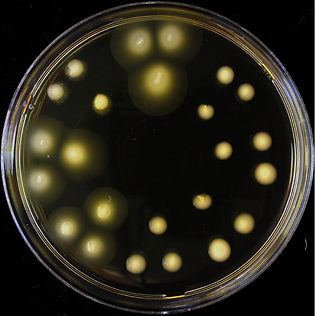 motility plate.png